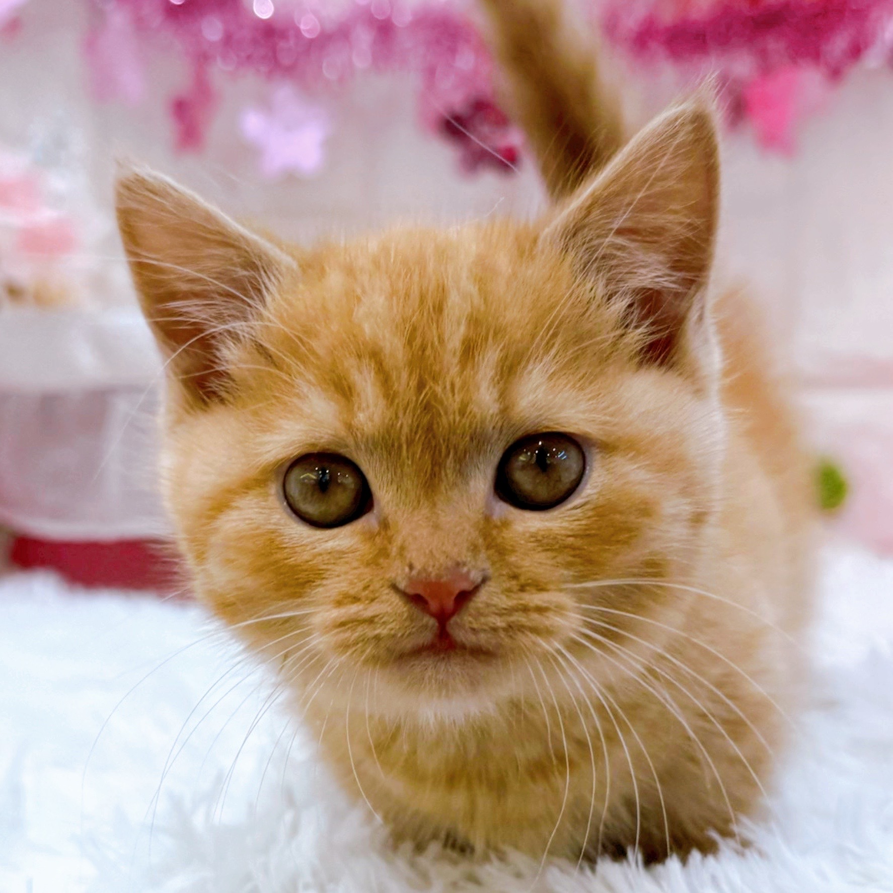 ミヌエット男の子の写真