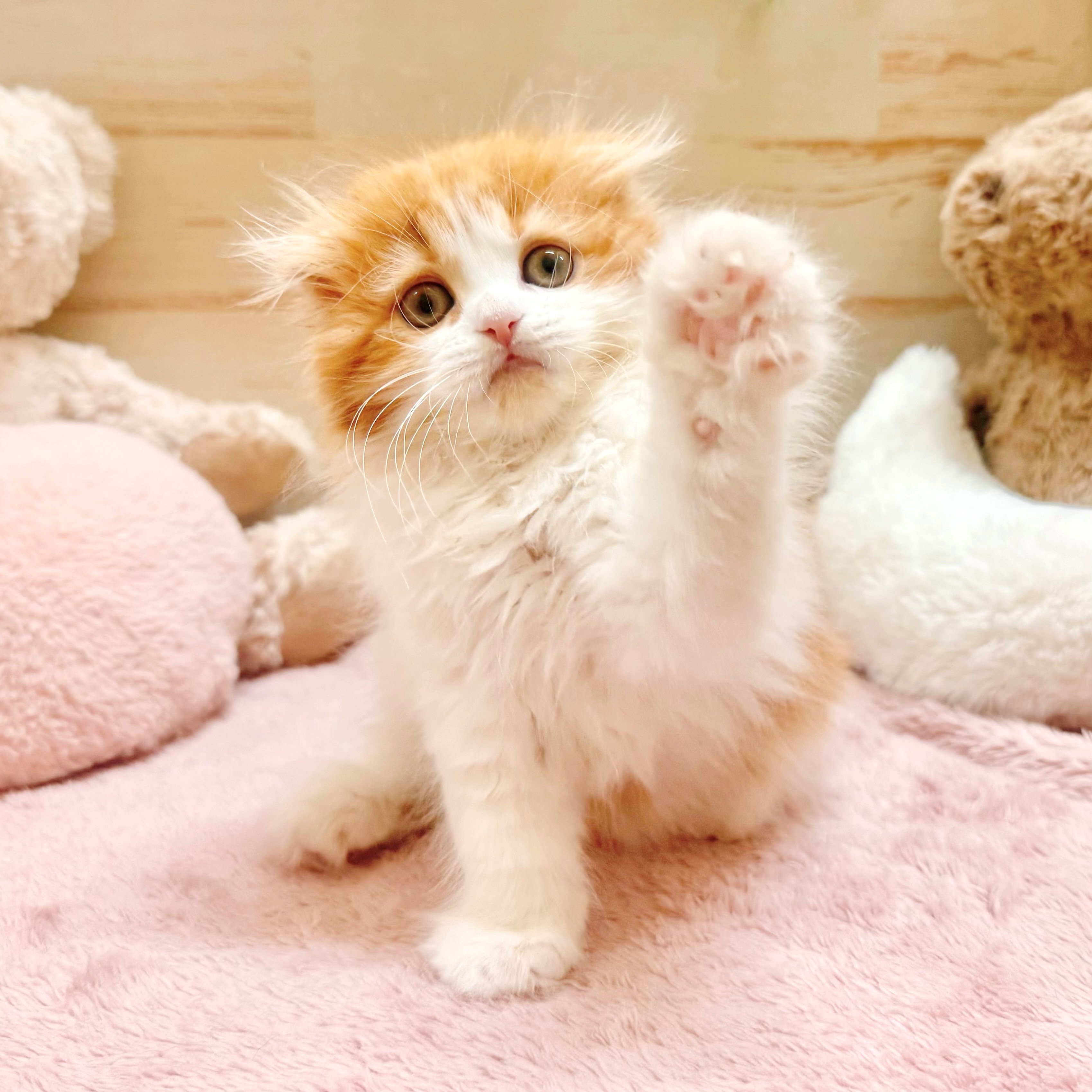 兵庫県のスコティッシュフォールド (犬の家＆猫の里神戸店/2026年1月27日生まれ/男の子/レッドタビーホワイト)の子猫の2枚目の画像