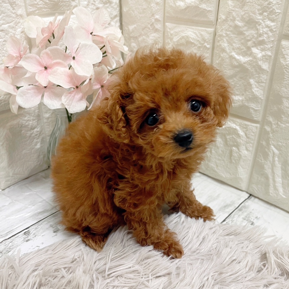 岡山県のトイプードル(トイ) (犬の家＆猫の里岡山店/2026年1月31日生まれ/女の子/レッドフォーン)の子犬の2枚目の画像