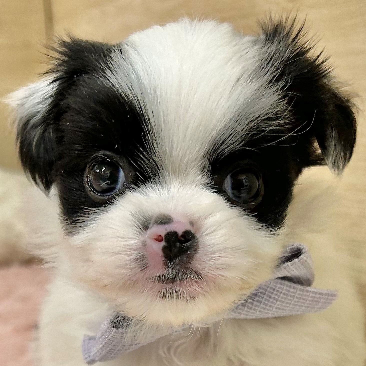 大阪府のハーフ犬・ミックス犬 (犬の家＆猫の里そよら東岸和田店/2026年1月31日生まれ/男の子/パーティーカラー)の子犬の1枚目の画像