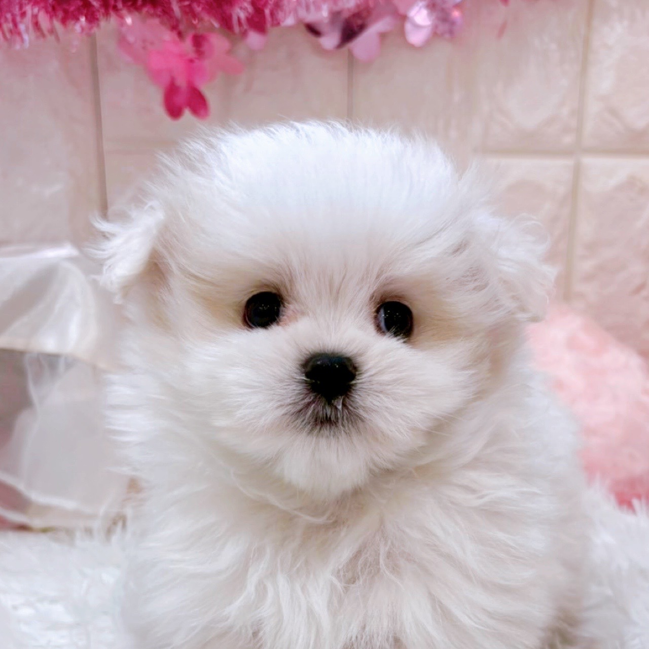 ハーフ犬男の子の写真