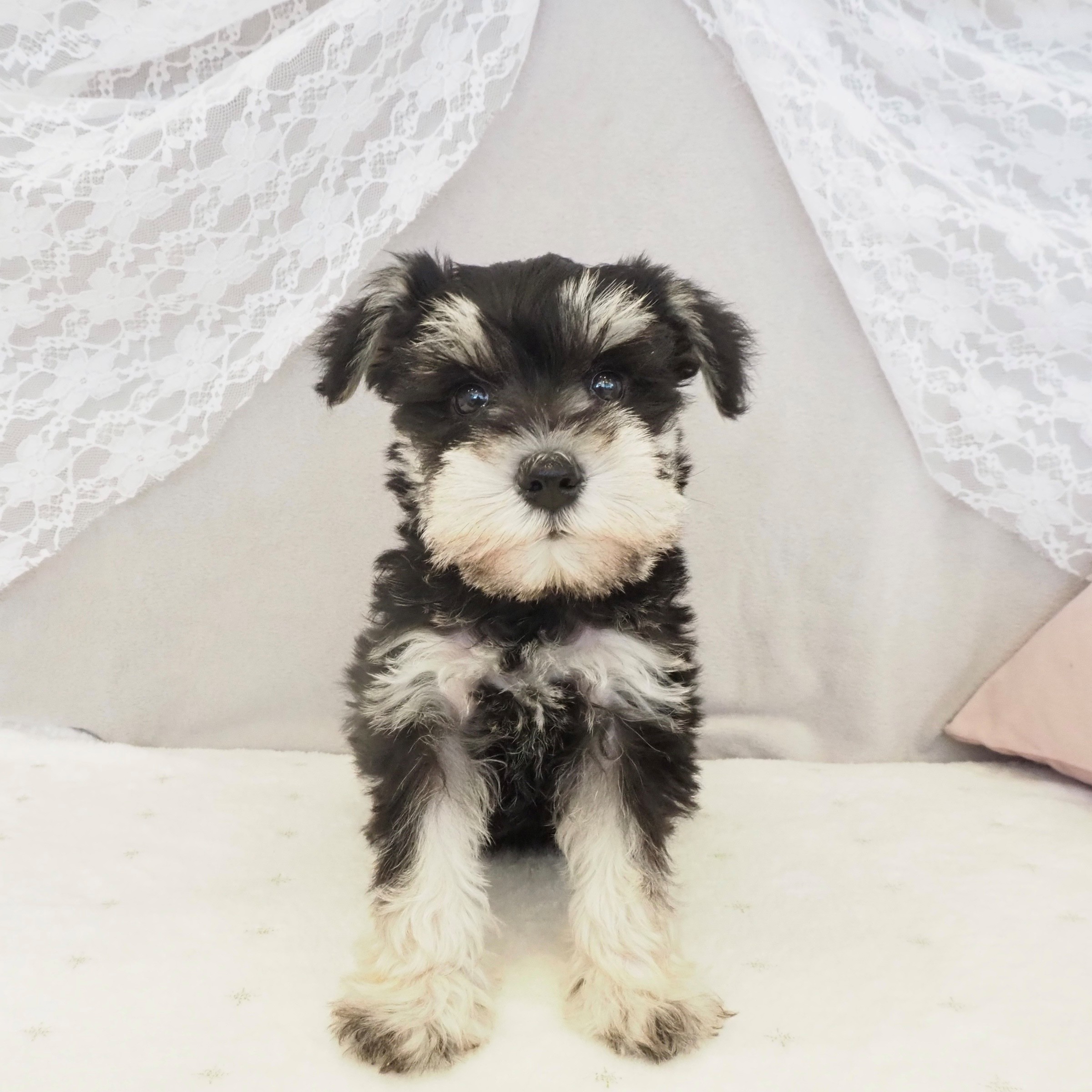 大阪府のミニチュアシュナウザー (犬の家＆猫の里もりのみやキューズモールBASE店/2026年2月1日生まれ/女の子/ブラックシルバー)の子犬の1枚目の画像