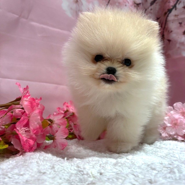 福岡県のポメラニアン (犬の家＆猫の里トリアス久山店/2026年1月31日生まれ/男の子/クリーム)の子犬の2枚目の画像