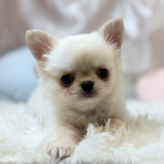 兵庫県のチワワ(ロング) (犬の家＆猫の里カナート西神戸店/2026年1月30日生まれ/男の子/ホワイト)の子犬の2枚目の画像