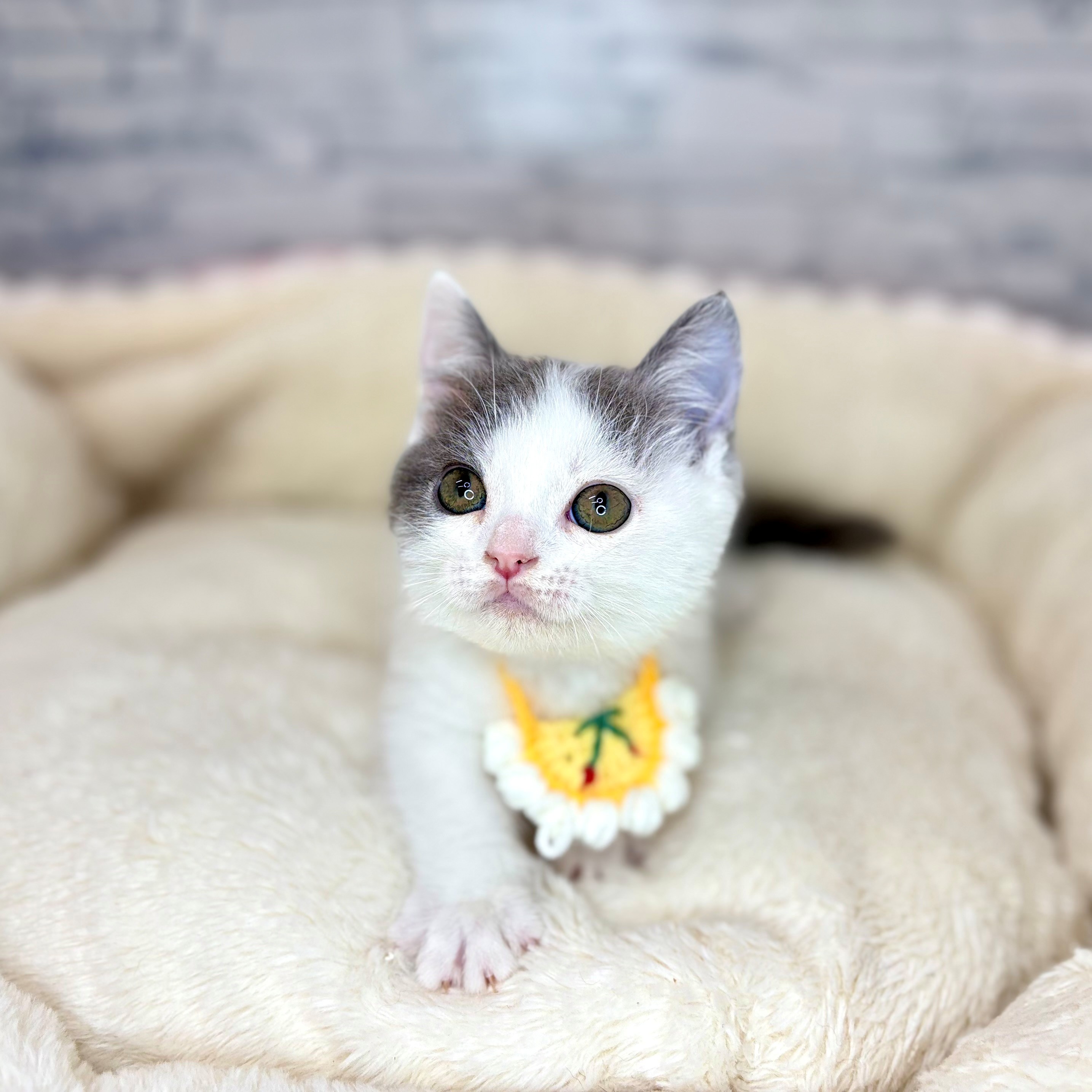 長野県のマンチカン (犬の家＆猫の里長野店/2026年2月1日生まれ/男の子/ブルーホワイト)の子猫の2枚目の画像