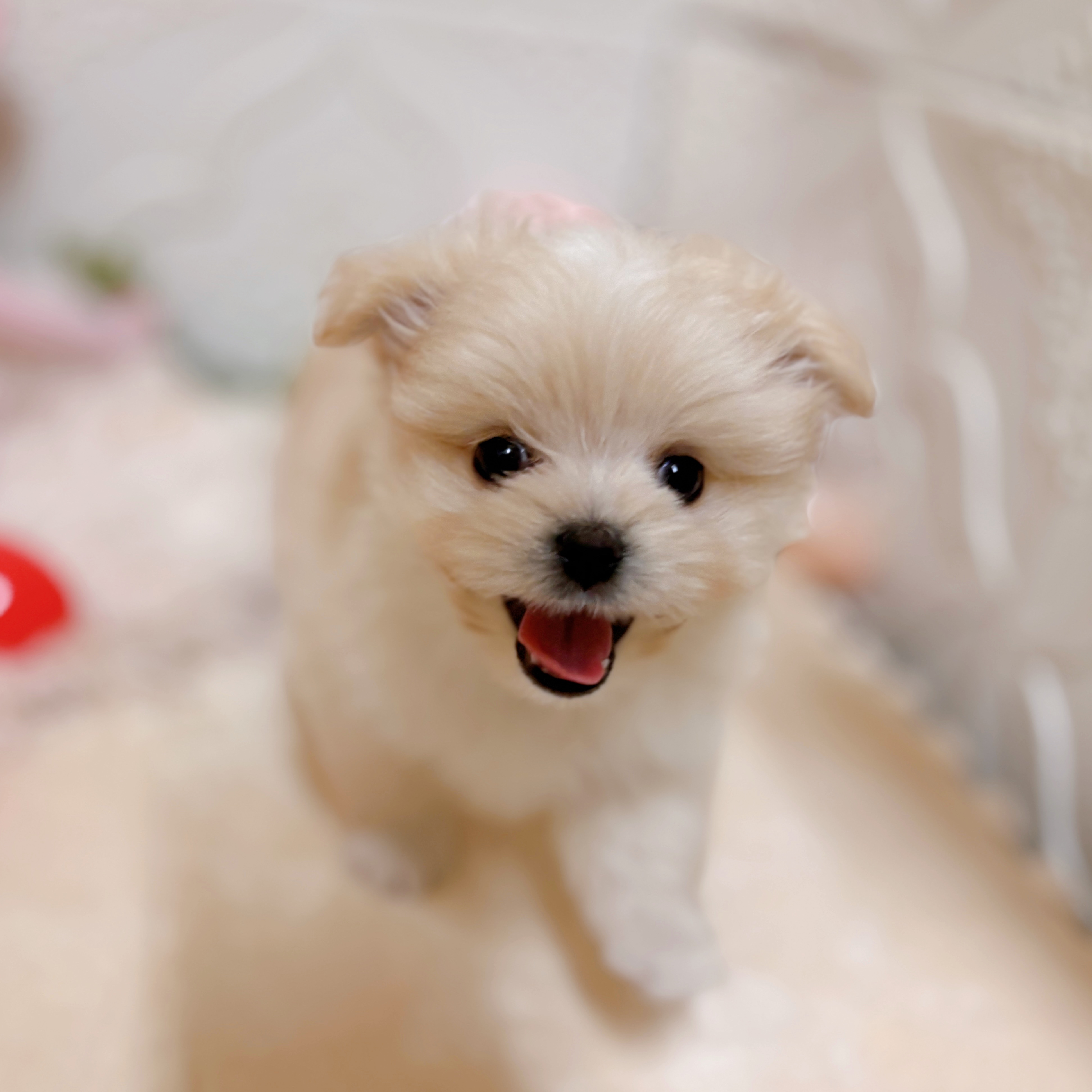 愛知県のポメマル/マルポメ(ポメラニアン×マルチーズ) (犬の家＆猫の里岡崎店/2026年2月1日生まれ/男の子/クリームホワイト)の子犬