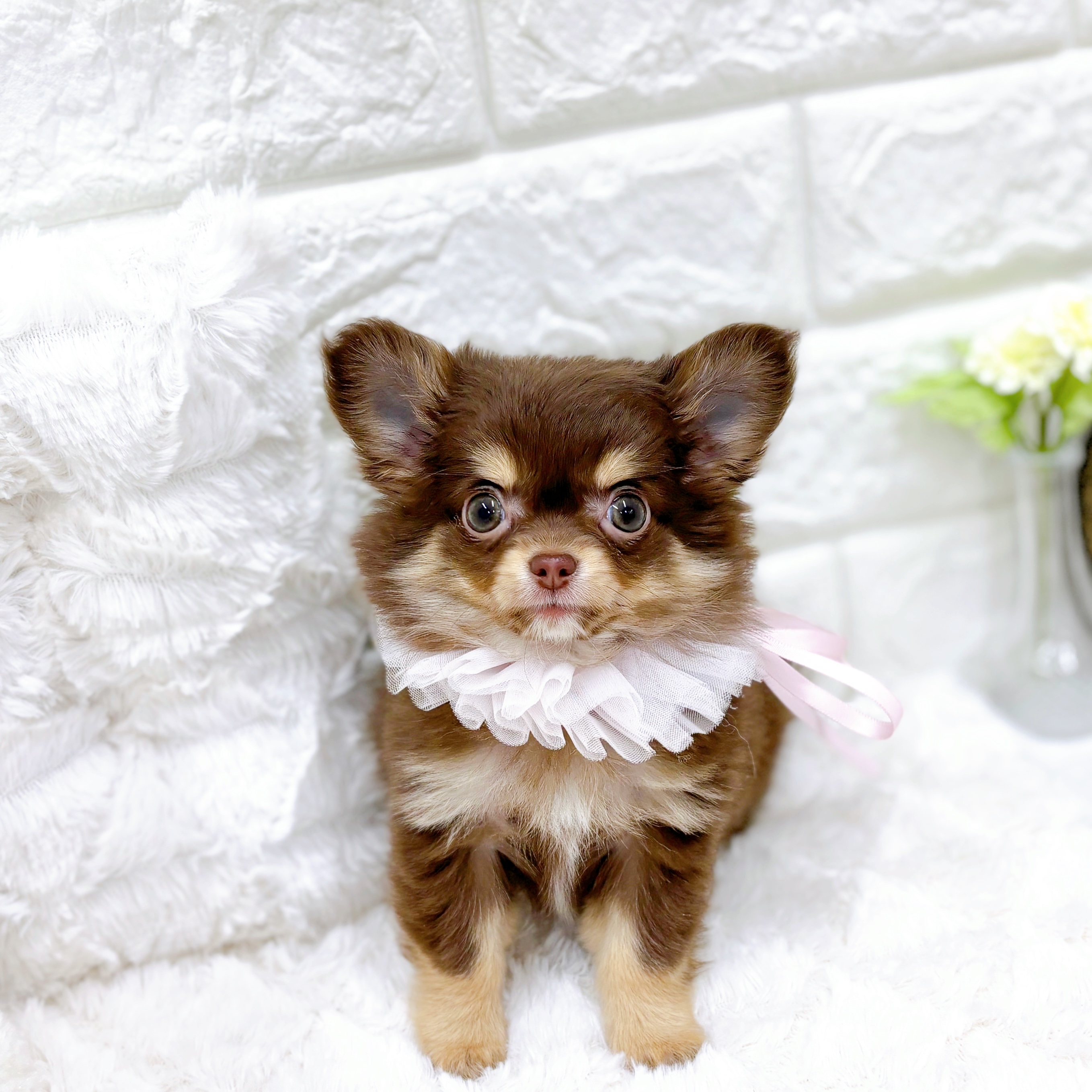 福井県のチワワ(ロング) (犬の家＆猫の里アミーゴ福井店/2026年1月25日生まれ/女の子/チョコレートタン)の子犬の1枚目の画像