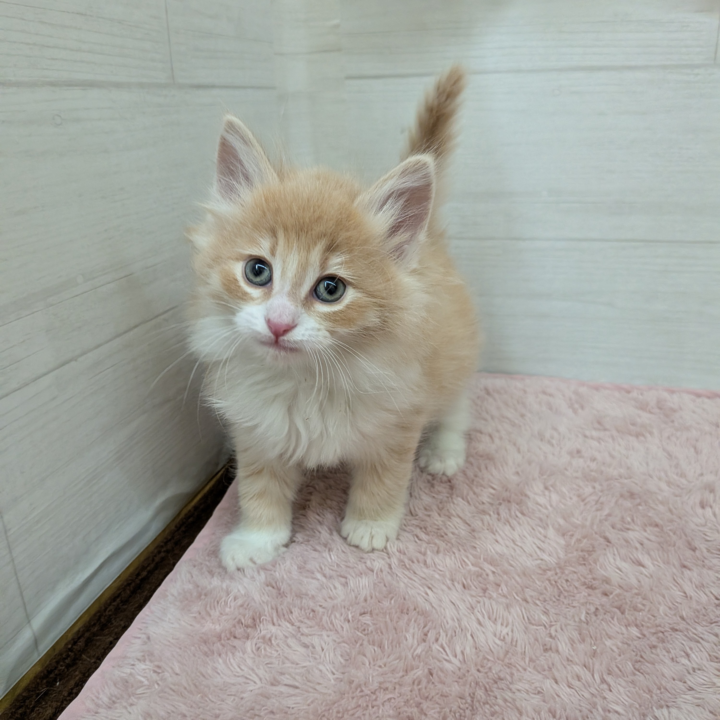 愛知県のノルウェージャンフォレストキャット (犬の家＆猫の里碧南店/2026年2月1日生まれ/男の子/クリームタビーホワイト)の子猫の1枚目の画像