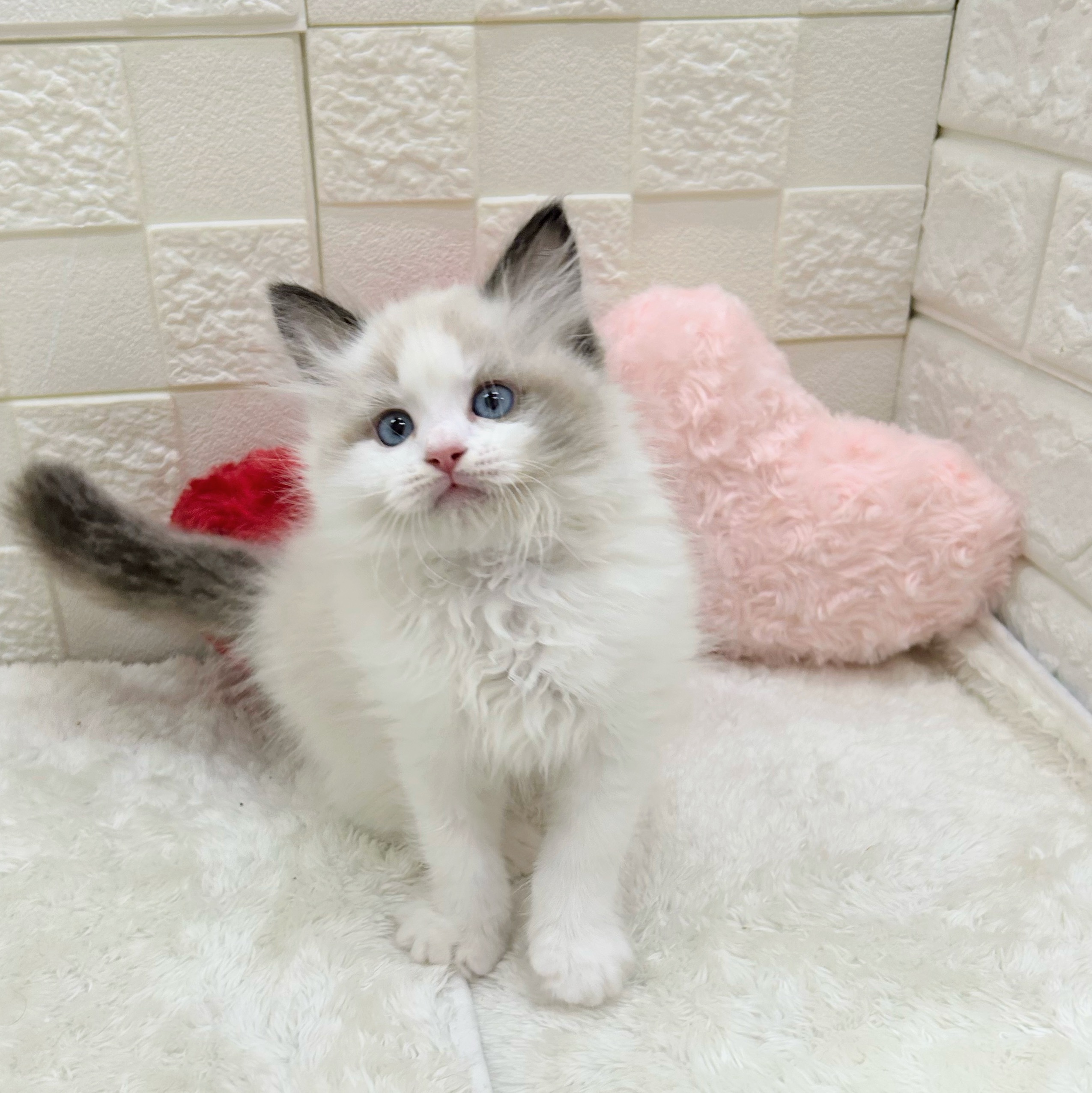 愛知県のラグドール (犬の家＆猫の里アミーゴ神の倉店/2026年2月1日生まれ/男の子/シールポイントバイカラー)の子猫の2枚目の画像