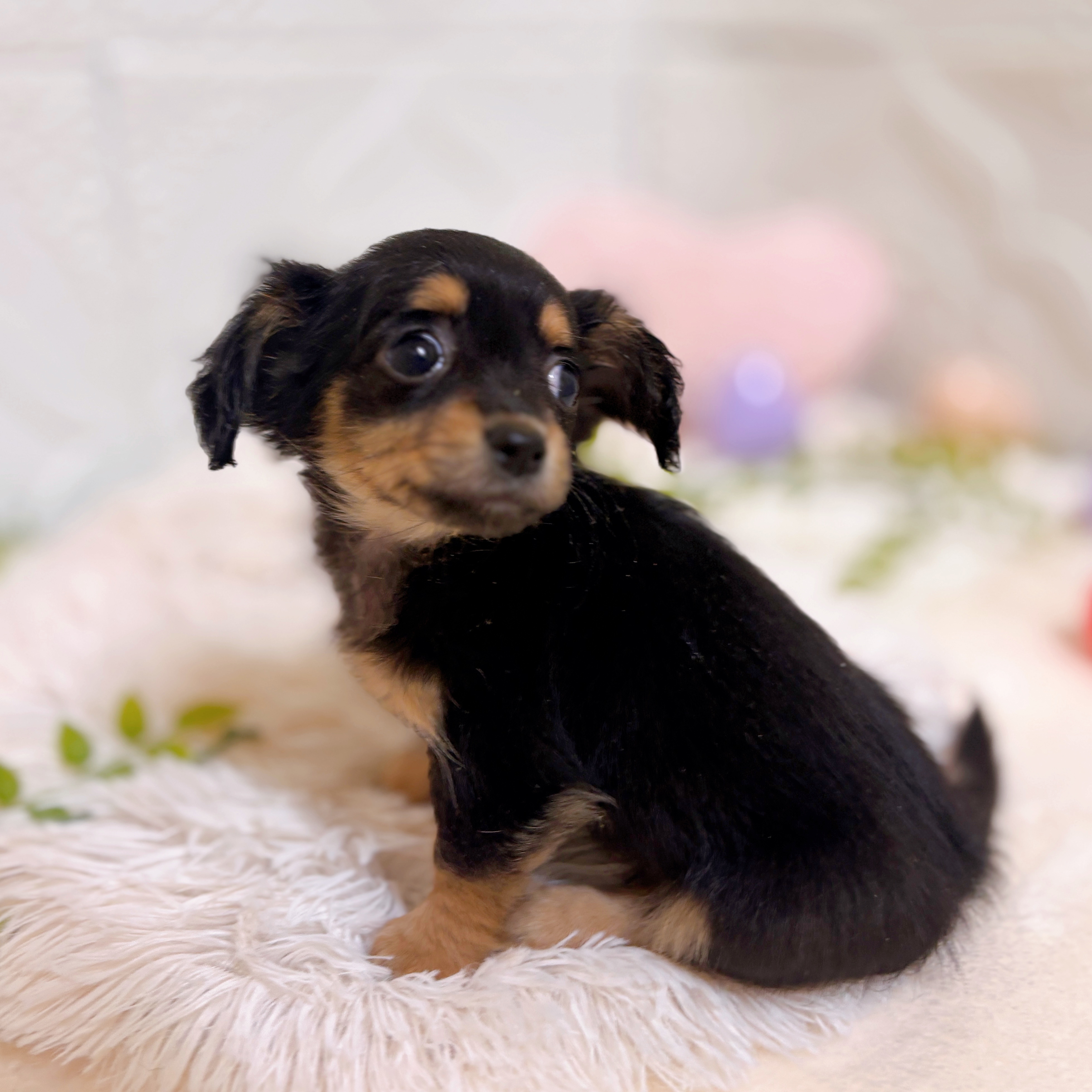 愛知県のチワックス(チワワ×ダックス) (犬の家＆猫の里岡崎店/2026年1月30日生まれ/女の子/ブラックタン)の子犬の2枚目の画像