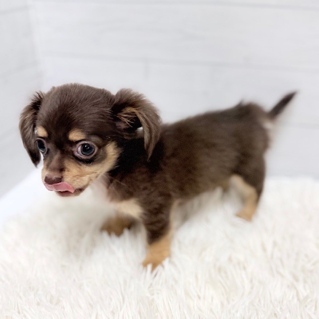 愛知県のチワックス(チワワ×ダックス) (犬の家＆猫の里豊田店/2026年1月30日生まれ/男の子/チョコレートタン)の子犬の2枚目の画像