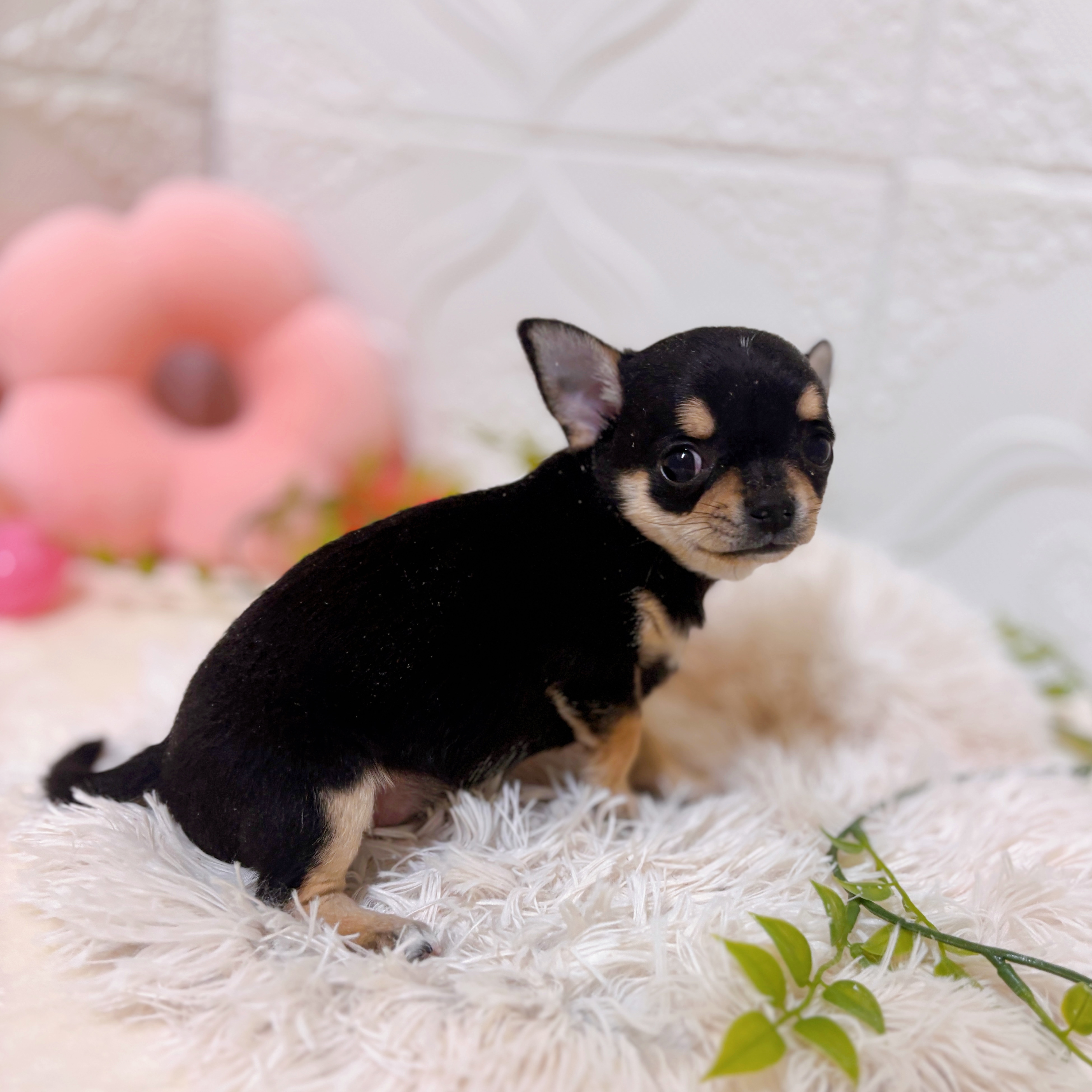 愛知県のチワワ(スムース) (犬の家＆猫の里岡崎店/2026年1月30日生まれ/女の子/ブラックタンホワイト)の子犬の2枚目の画像