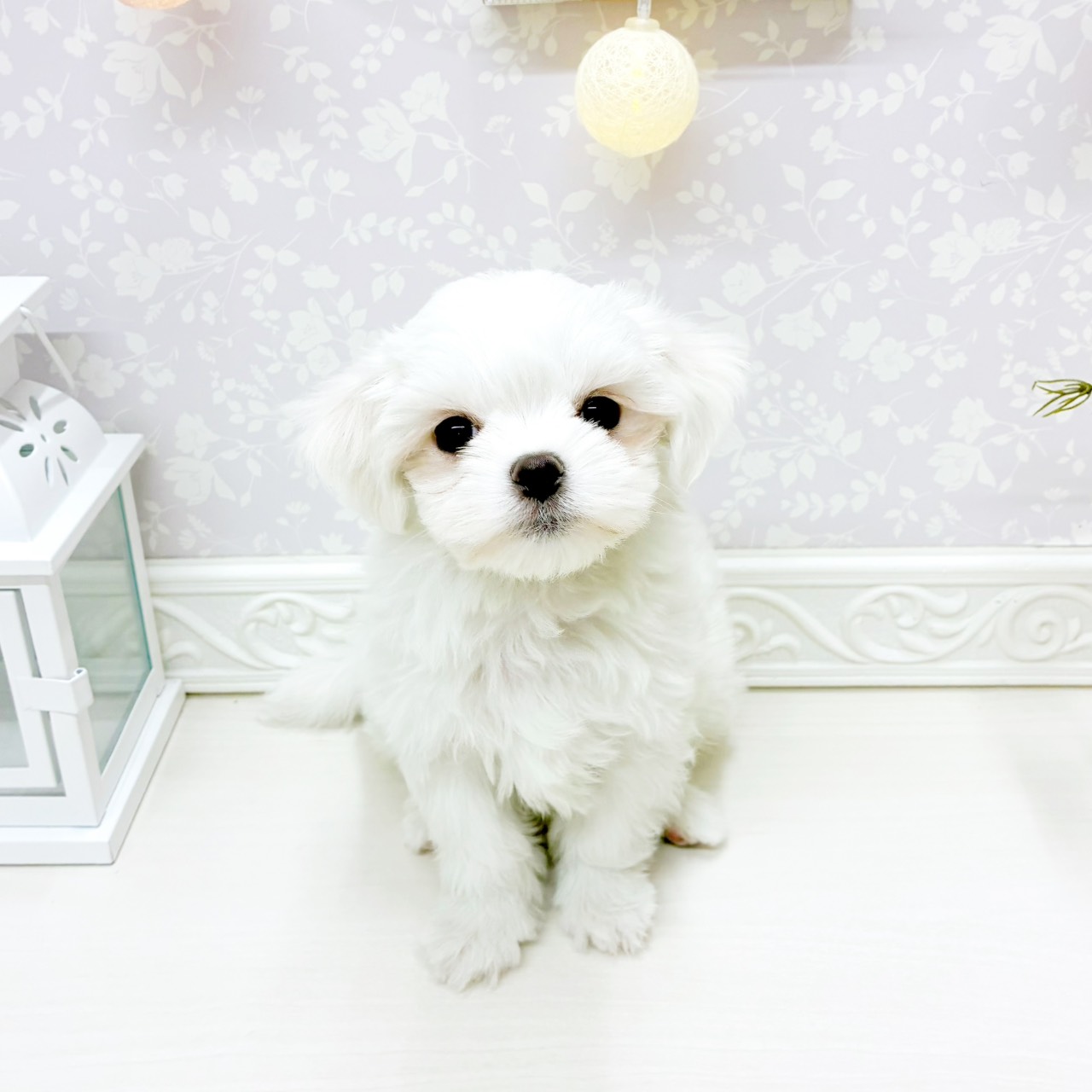 富山県のマルチーズ (犬の家＆猫の里アミーゴ山室店/2026年1月28日生まれ/男の子/ホワイト)の子犬の1枚目の画像