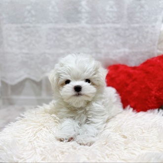 滋賀県のマルチーズ (犬の家＆猫の里長浜店/2026年1月28日生まれ/男の子/ホワイト)の子犬の2枚目の画像