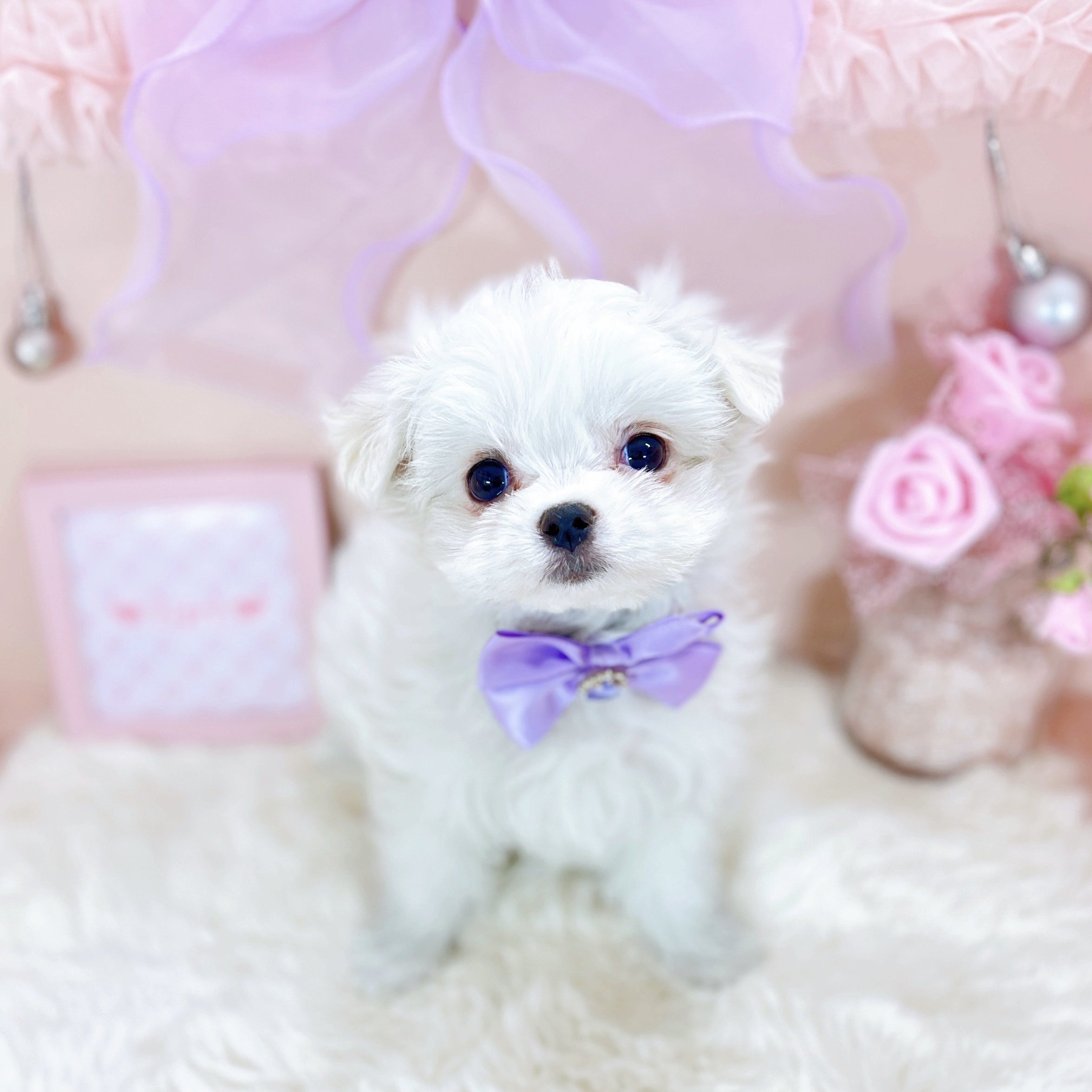 福井県のマルチーズ (犬の家＆猫の里アミーゴ福井大和田店/2026年1月28日生まれ/女の子/ホワイト)の子犬の2枚目の画像