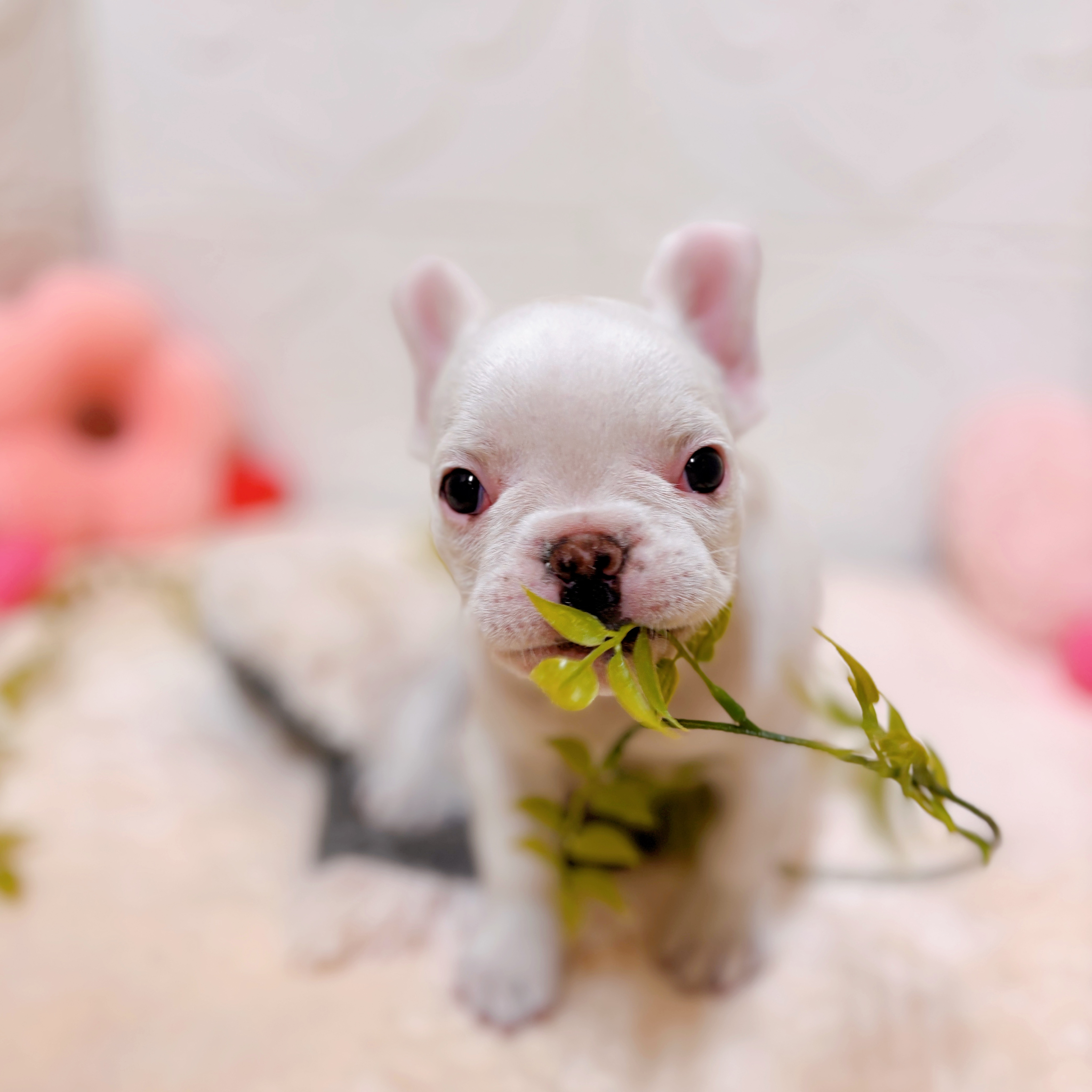 愛知県のフレンチブルドッグ (犬の家＆猫の里岡崎店/2026年1月28日生まれ/男の子/クリーム)の子犬の2枚目の画像