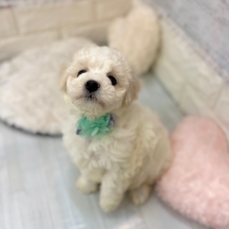 静岡県のビションフリーゼ (犬の家＆猫の里プレ葉ウォーク浜北店/2026年2月2日生まれ/男の子/ホワイト)の子犬の2枚目の画像