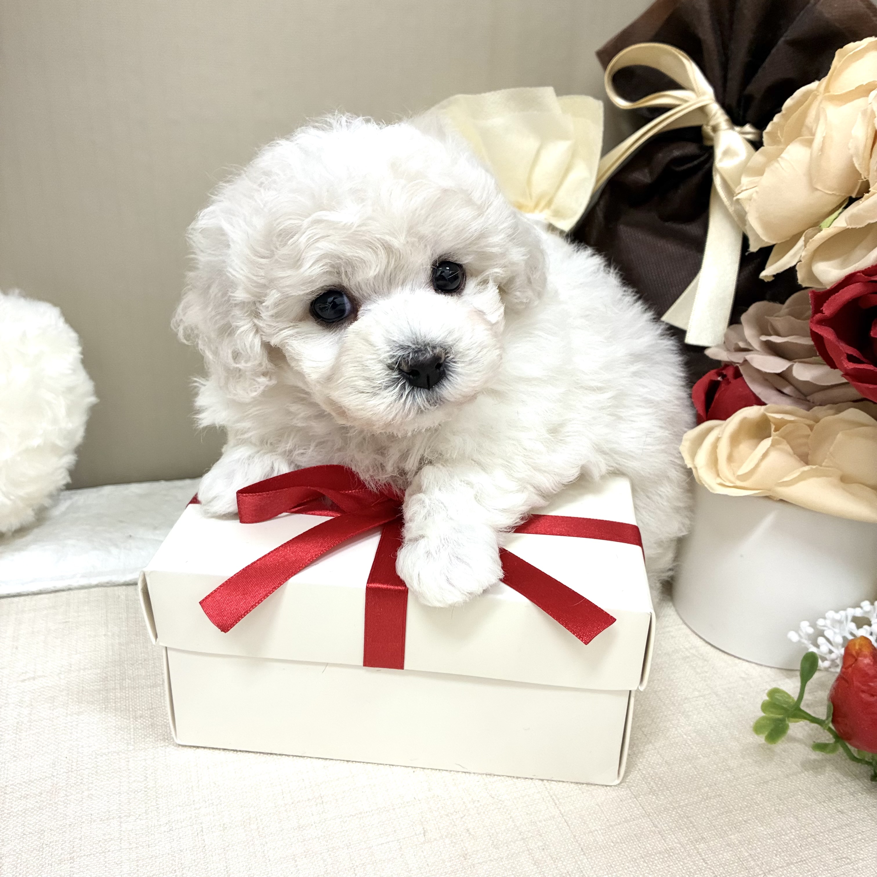 千葉県のビションフリーゼ (犬の家＆猫の里ワンズモール稲毛店/2026年2月2日生まれ/女の子/ホワイト)の子犬の1枚目の画像