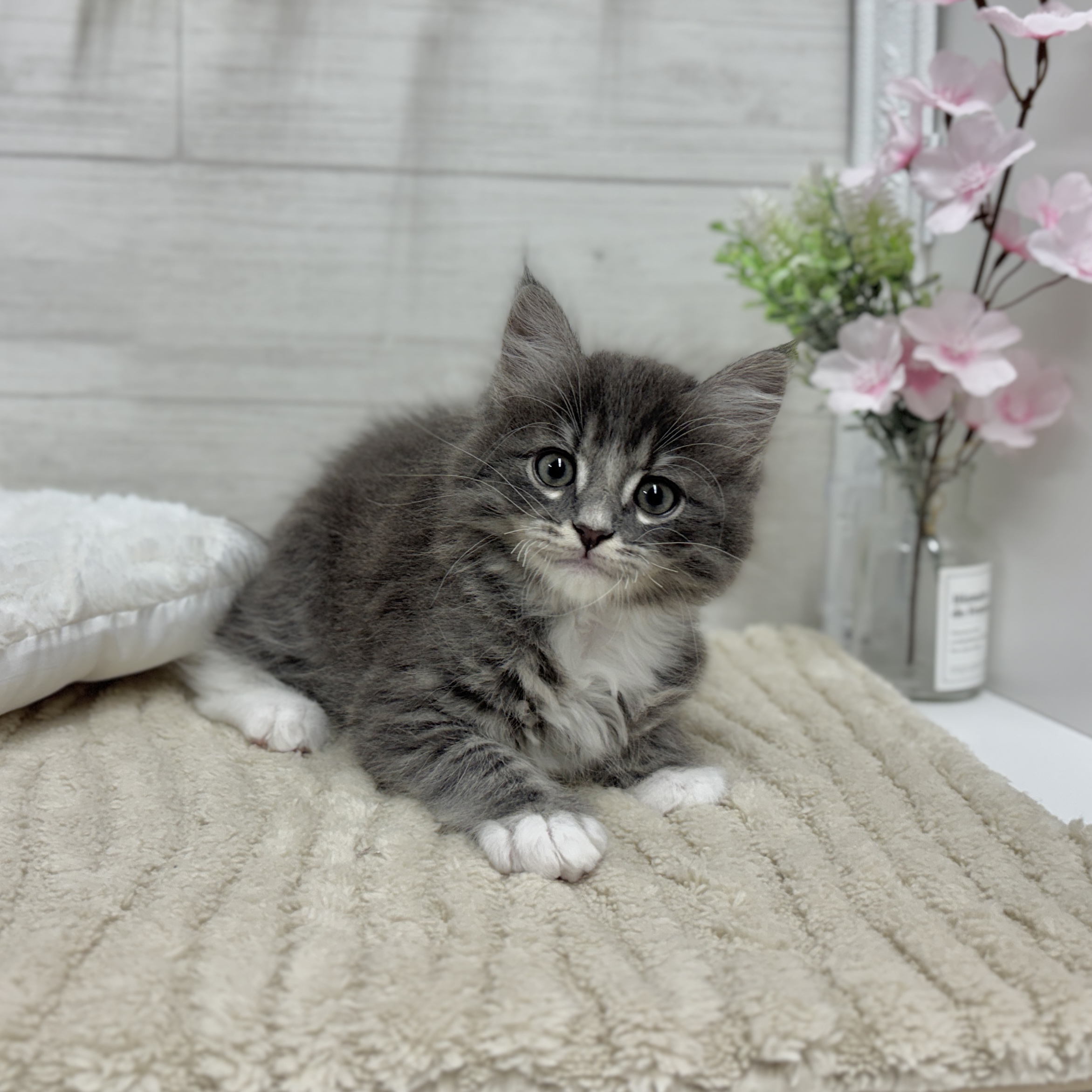 神奈川県のマンチカン (犬の家＆猫の里相模原店/2026年2月3日生まれ/男の子/ブルータビーホワイト)の子猫の2枚目の画像