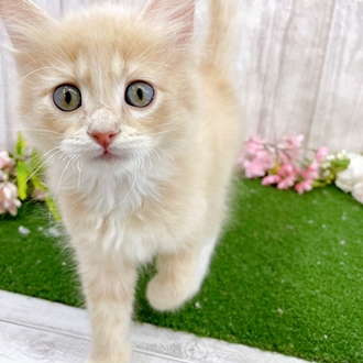 神奈川県のマンチカン (犬の家＆猫の里小田原店/2026年2月3日生まれ/男の子/クリームタビーホワイト)の子猫の2枚目の画像