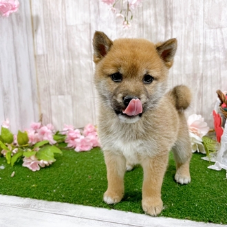 神奈川県の柴犬(標準サイズ) (犬の家＆猫の里小田原店/2026年2月2日生まれ/女の子/赤)の子犬の2枚目の画像