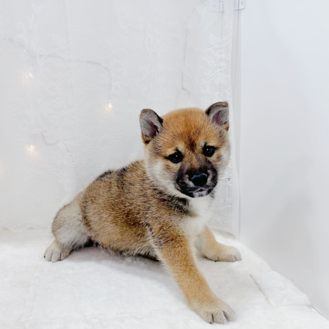 千葉県の柴犬(標準サイズ) (犬の家＆猫の里BIGHOPガーデンモール印西店/2026年2月2日生まれ/女の子/赤)の子犬の2枚目の画像