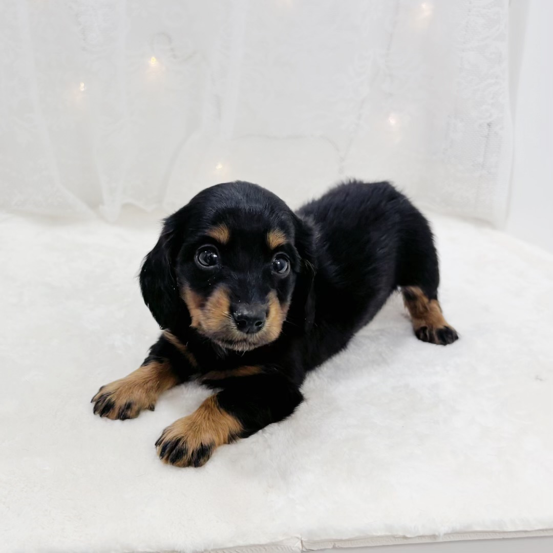 千葉県のミニチュアダックスフンド(ロング) (犬の家＆猫の里BIGHOPガーデンモール印西店/2026年2月1日生まれ/女の子/ブラックタン)の子犬の2枚目の画像