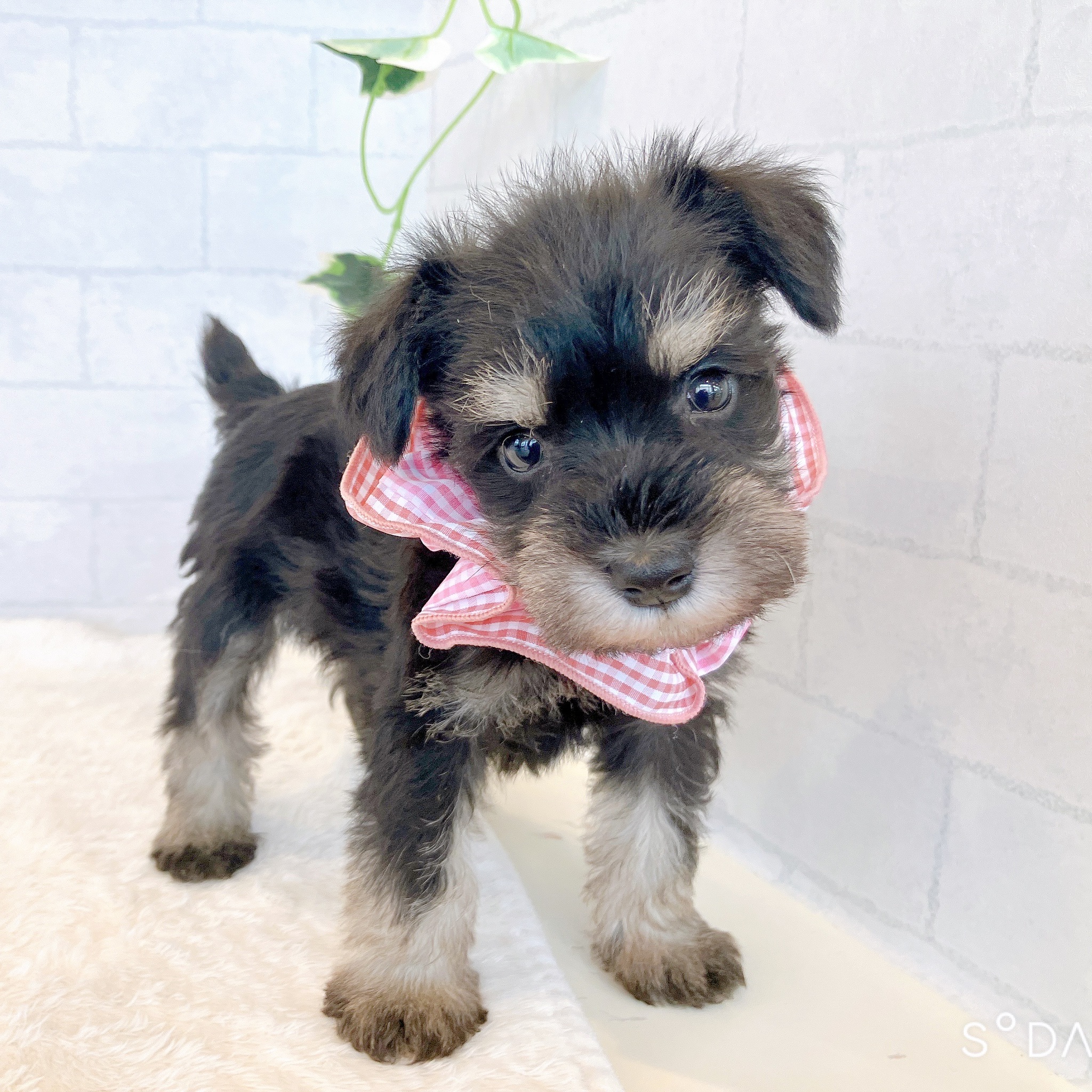 石川県のミニチュアシュナウザー (犬の家＆猫の里金沢店/2026年2月3日生まれ/女の子/ブラックシルバー)の子犬の1枚目の画像