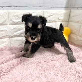 静岡県のミニチュアシュナウザー (犬の家＆猫の里アミーゴ浜松和田店/2026年2月3日生まれ/男の子/ブラックシルバー)の子犬の2枚目の画像