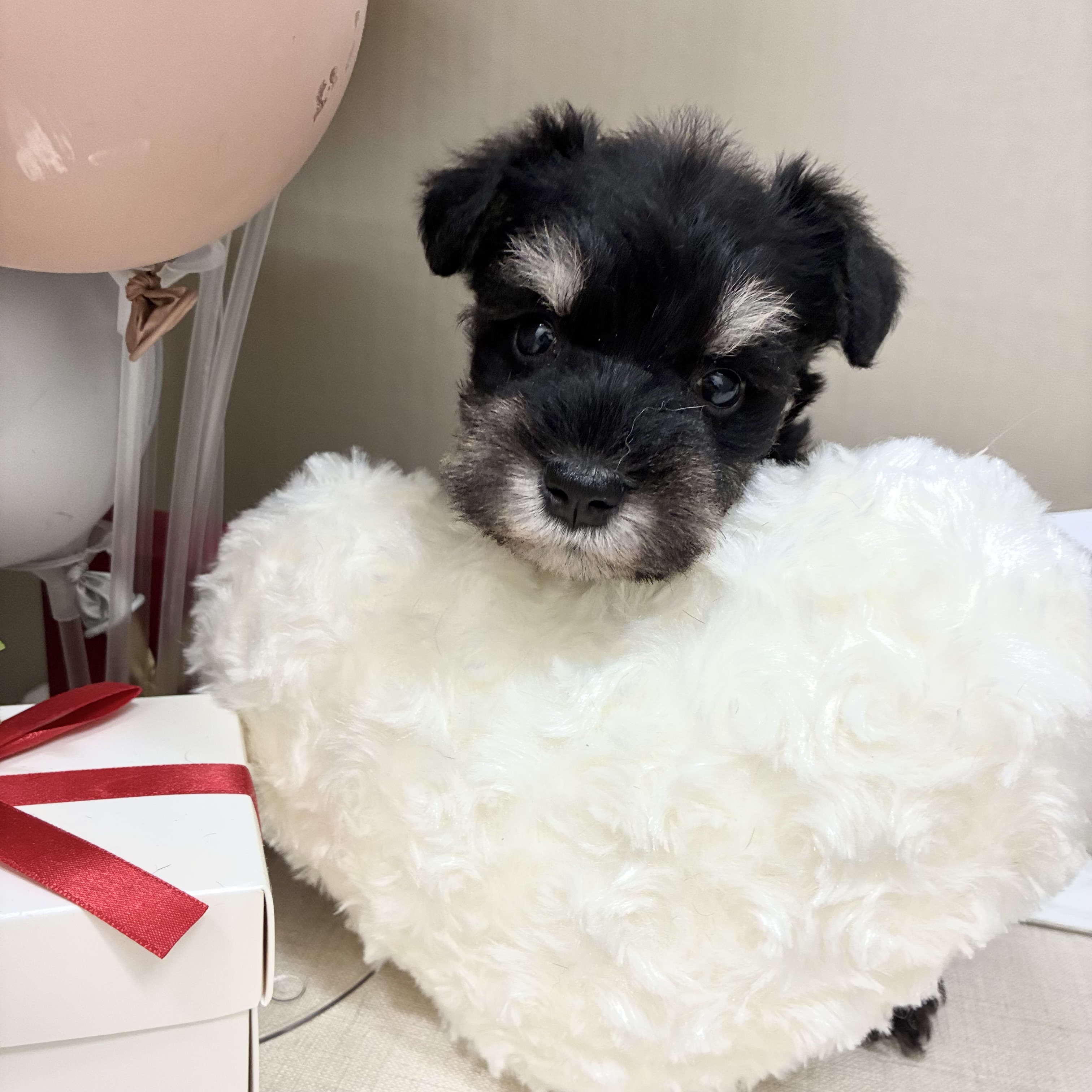 千葉県のミニチュアシュナウザー (犬の家＆猫の里ワンズモール稲毛店/2026年2月3日生まれ/男の子/ブラックシルバー)の子犬の2枚目の画像