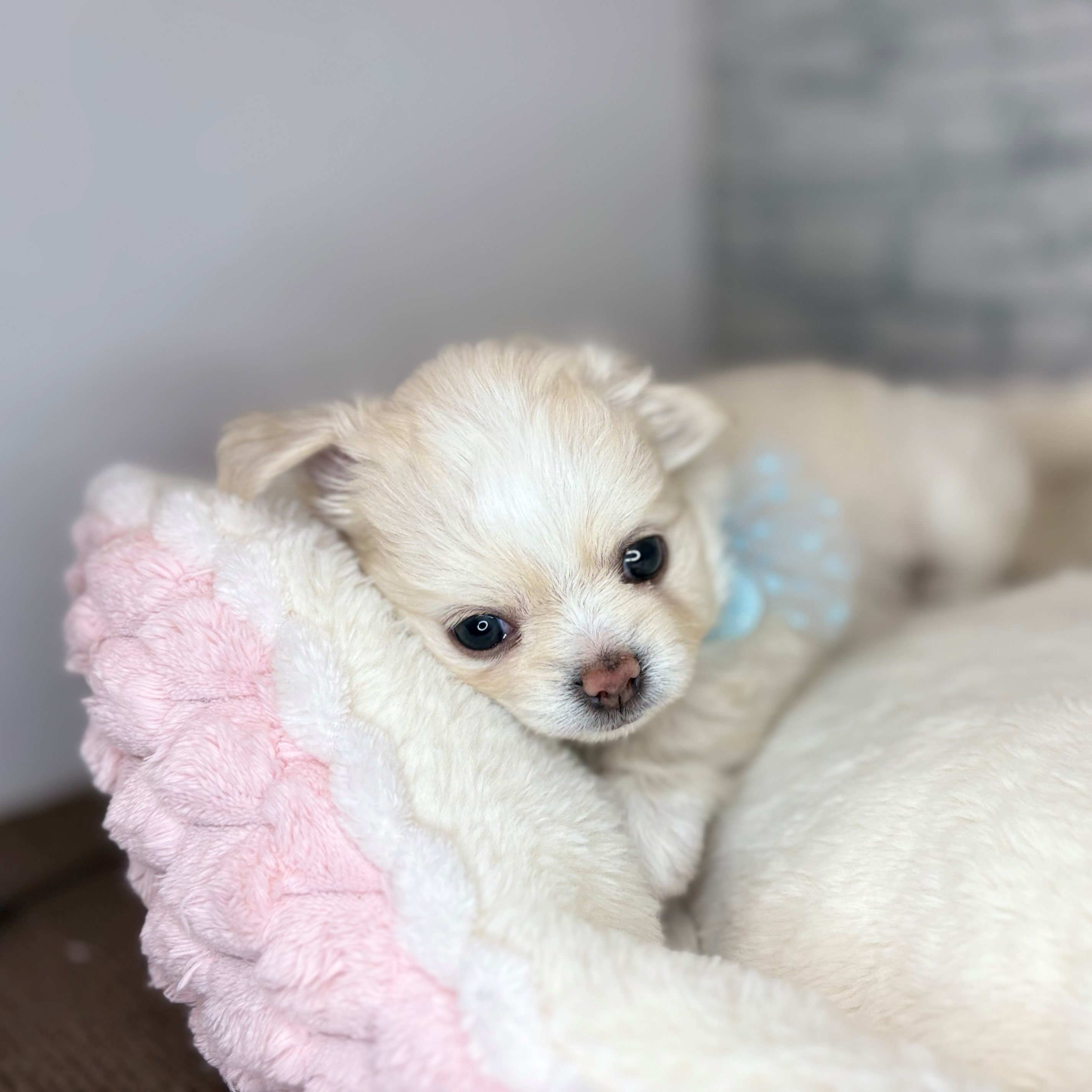 長野県のチワワ(ロング) (犬の家＆猫の里長野店/2026年2月3日生まれ/男の子/クリーム)の子犬の2枚目の画像