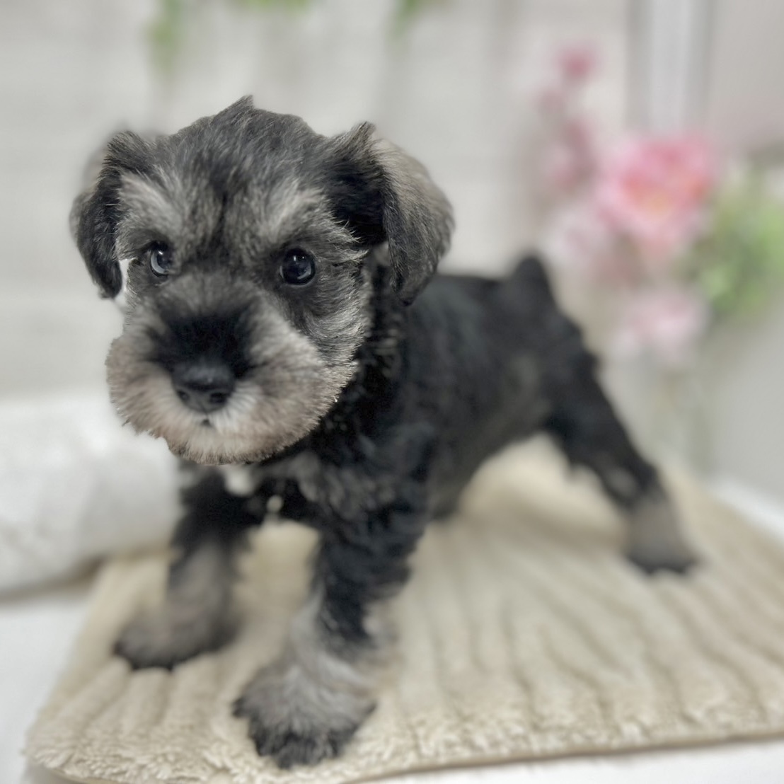 神奈川県のミニチュアシュナウザー (犬の家＆猫の里相模原店/2026年2月2日生まれ/女の子/ソルトペッパー)の子犬の2枚目の画像