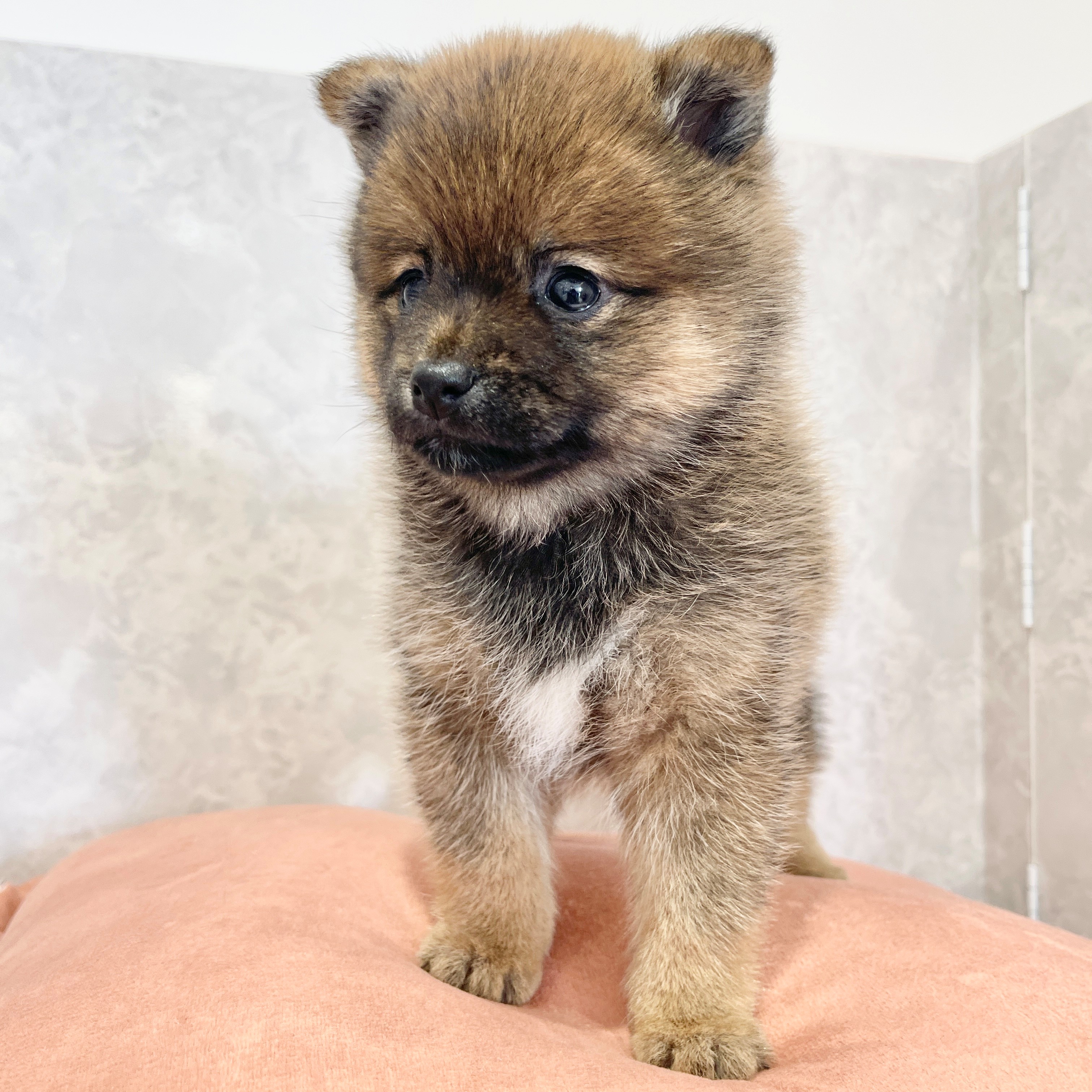 福岡県のポメ柴/豆ポメ/ポメ豆柴(ポメラニアン×柴犬) (犬の家＆猫の里くりえいと宗像店/2026年2月3日生まれ/男の子/赤)の子犬の2枚目の画像