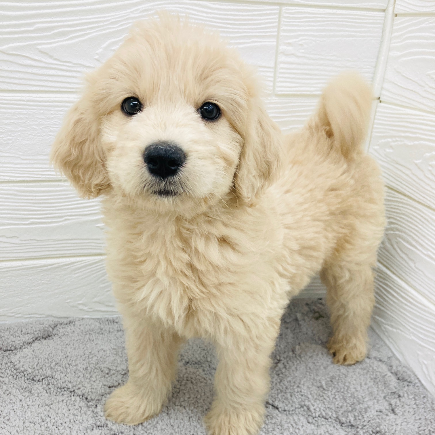 愛知県のゴールデンドゥードゥル(ゴールデン×プードル) (犬の家＆猫の里七宝店/2026年2月3日生まれ/女の子/アプリコット)の子犬の2枚目の画像