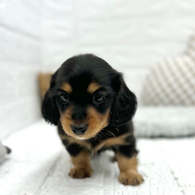 愛知県のミニチュアダックスフンド(ロング) (犬の家＆猫の里豊川インター店/2026年2月1日生まれ/男の子/ブラックタン)の子犬の1枚目の画像