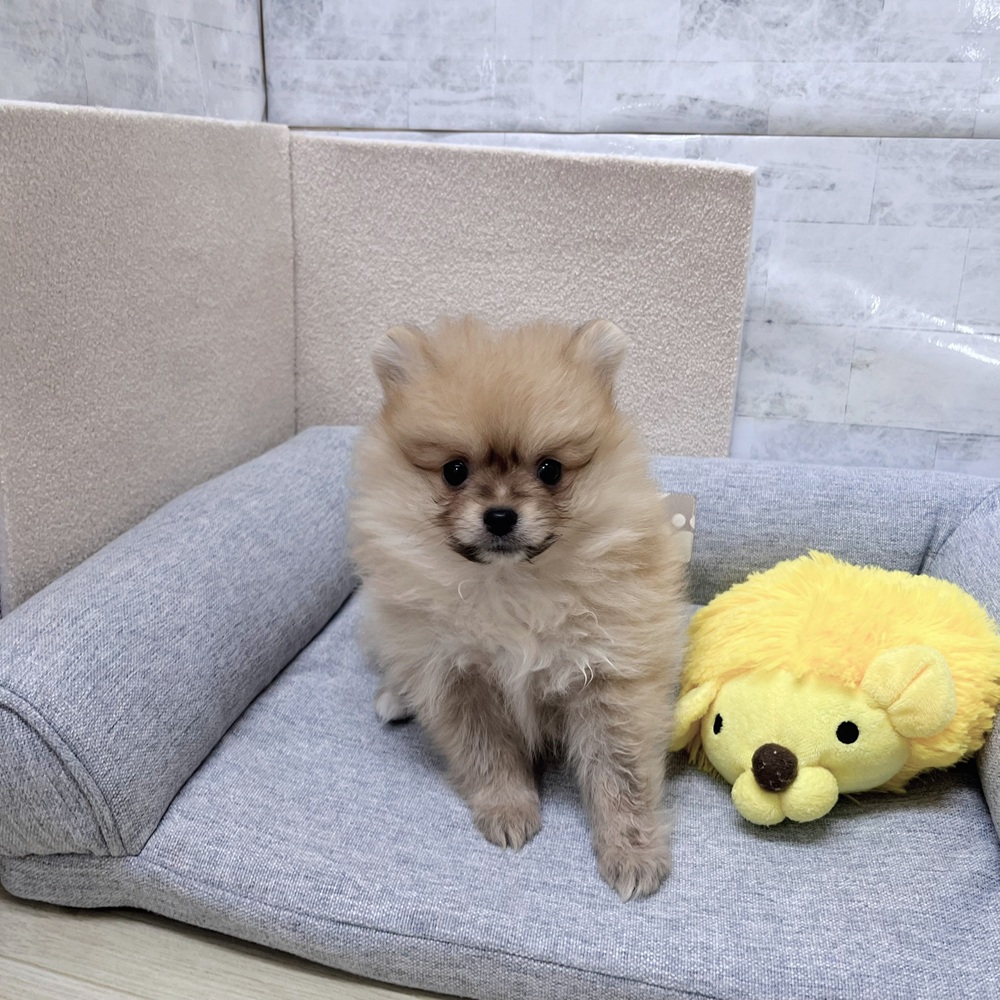 長野県のポメラニアン (犬の家＆猫の里塩尻店/2026年2月1日生まれ/女の子/オレンジ)の子犬の2枚目の画像