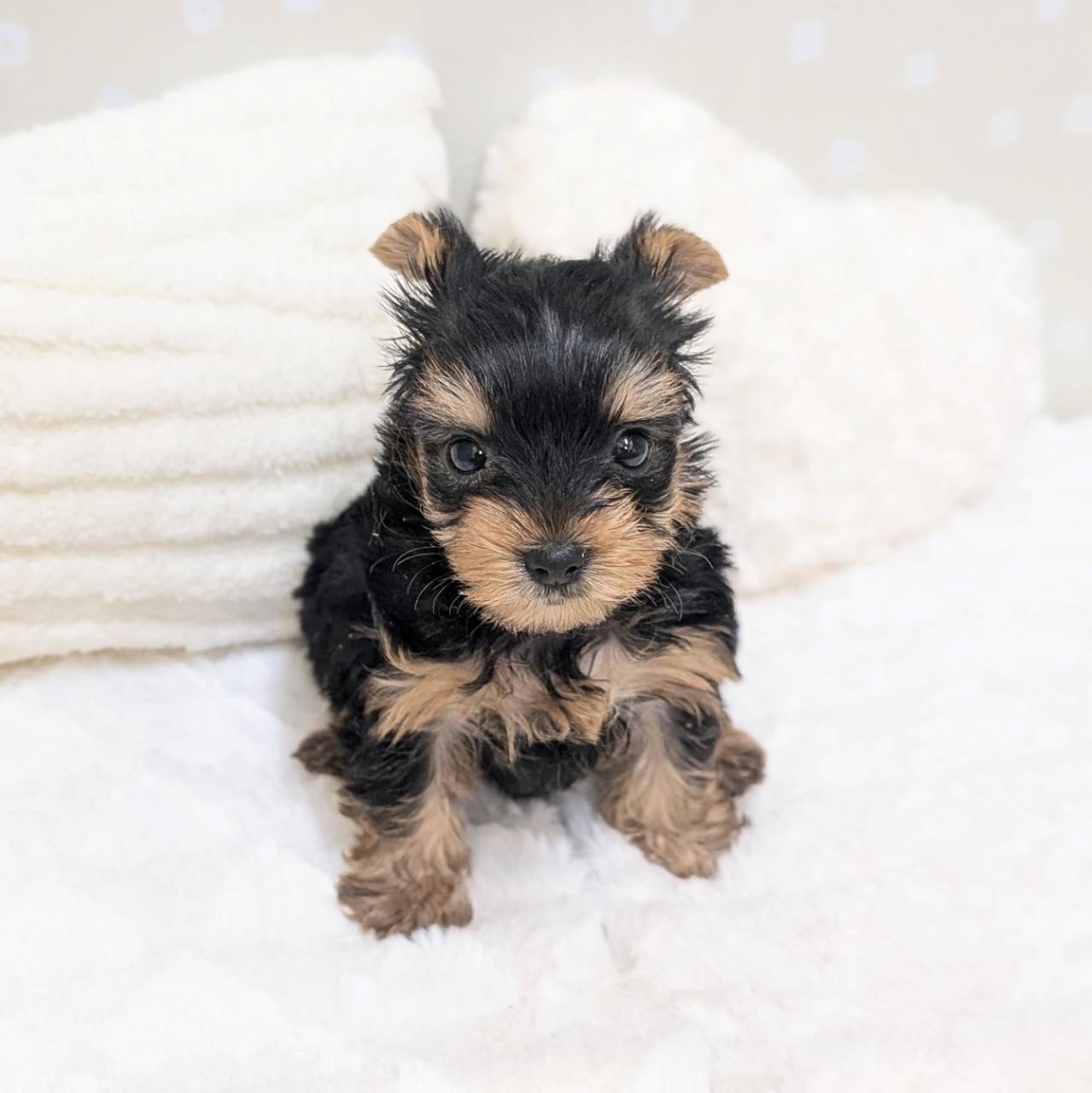 愛知県のヨークシャーテリア (犬の家＆猫の里安城店/2026年1月31日生まれ/女の子/スチールブルータン)の子犬の1枚目の画像