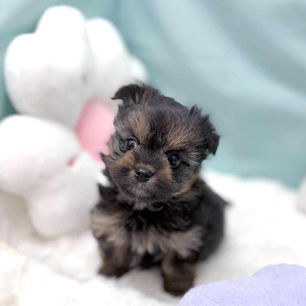 ハーフ犬女の子の写真