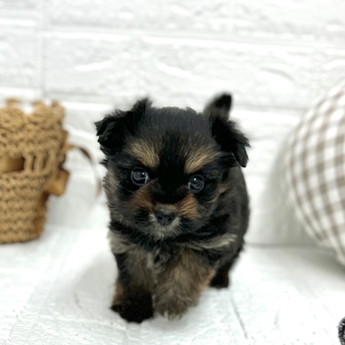 愛知県のポメキー(ポメラニアン×ヨークシャーテリア) (犬の家＆猫の里豊川インター店/2026年2月2日生まれ/女の子/ブラックタン)の子犬の1枚目の画像