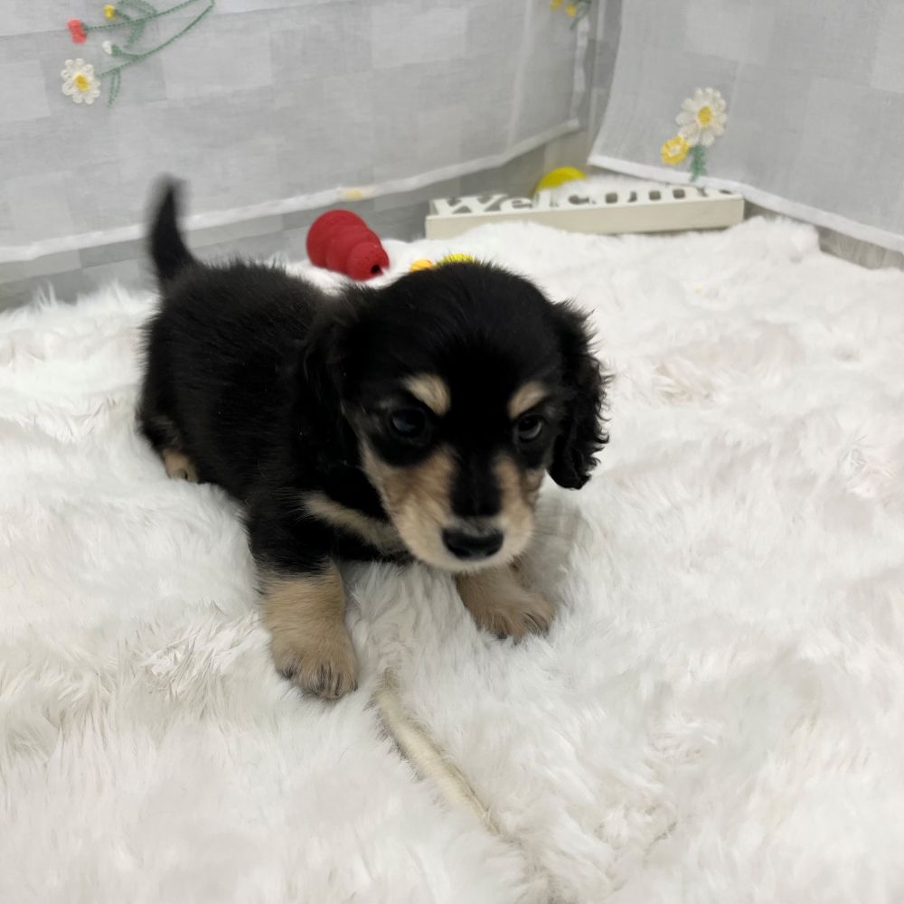 静岡県のミニチュアダックスフンド(ロング) (犬の家＆猫の里MEGAドン・キホーテ袋井店/2026年2月3日生まれ/男の子/ブラックイエロー)の子犬の2枚目の画像