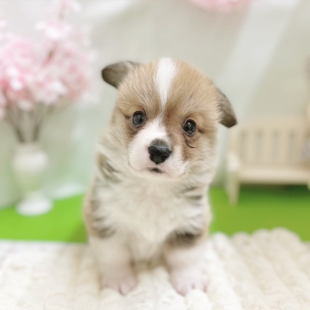静岡県のウェルシュコーギーペンブローク (犬の家＆猫の里藤枝店/2026年2月3日生まれ/男の子/レッドホワイト)の子犬の1枚目の画像