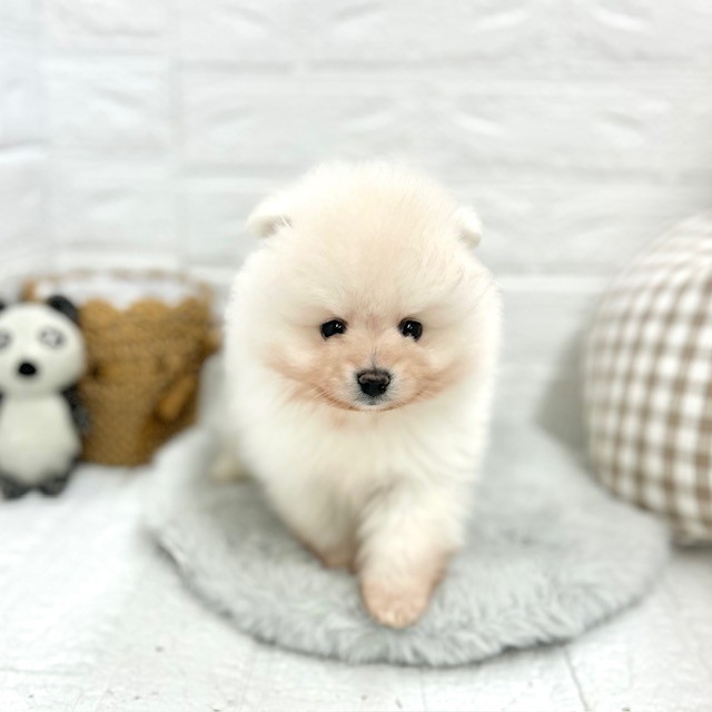 愛知県のポメラニアン (犬の家＆猫の里豊川インター店/2026年2月3日生まれ/男の子/ホワイト)の子犬の2枚目の画像