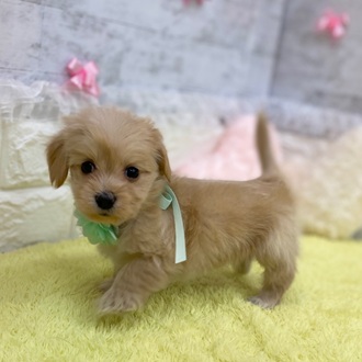 静岡県のマルックス(マルチーズ×ダックス) (犬の家＆猫の里プレ葉ウォーク浜北店/2026年2月2日生まれ/女の子/アプリコット)の子犬の2枚目の画像