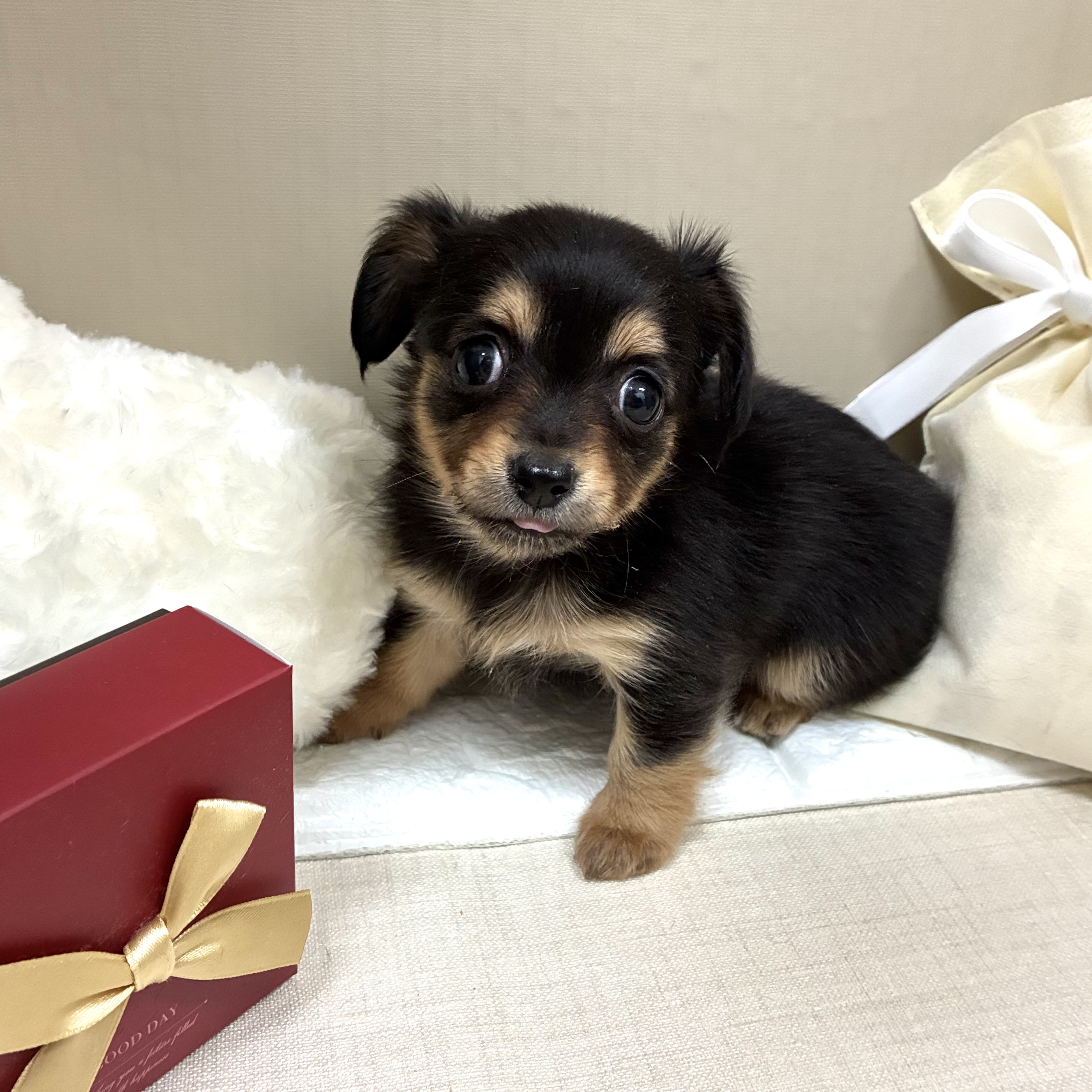 千葉県のチワックス(チワワ×ダックス) (犬の家＆猫の里ワンズモール稲毛店/2026年2月3日生まれ/女の子/ブラックタン)の子犬の1枚目の画像