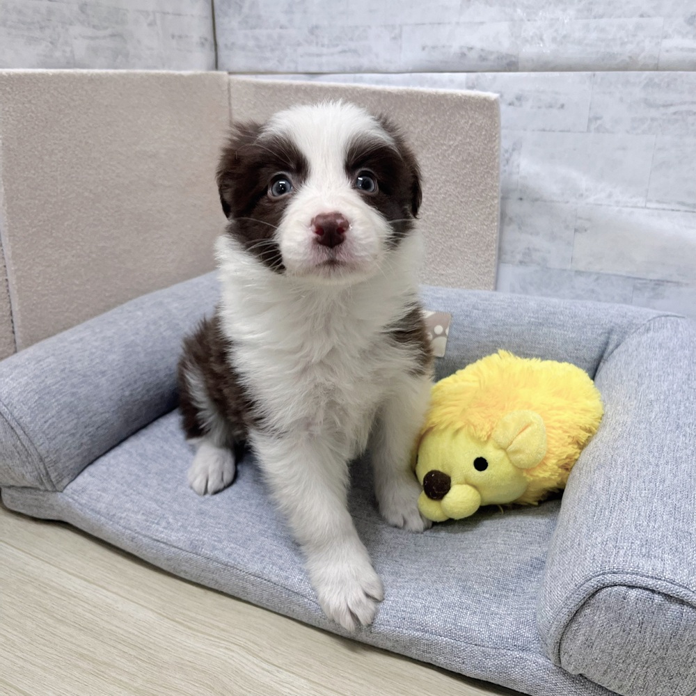 長野県のボーダーコリー (犬の家＆猫の里塩尻店/2026年2月2日生まれ/女の子/チョコレートホワイト)の子犬の2枚目の画像