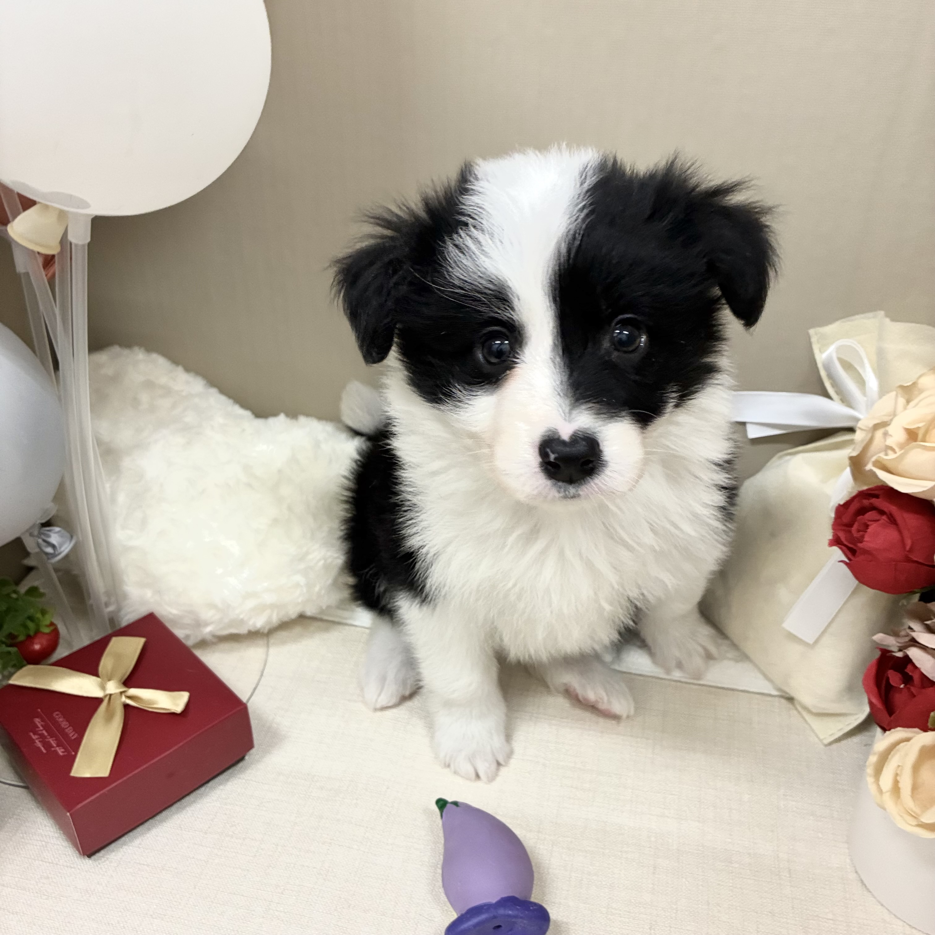 千葉県のボーダーコリー (犬の家＆猫の里ワンズモール稲毛店/2026年2月2日生まれ/女の子/ブラックホワイト)の子犬の1枚目の画像