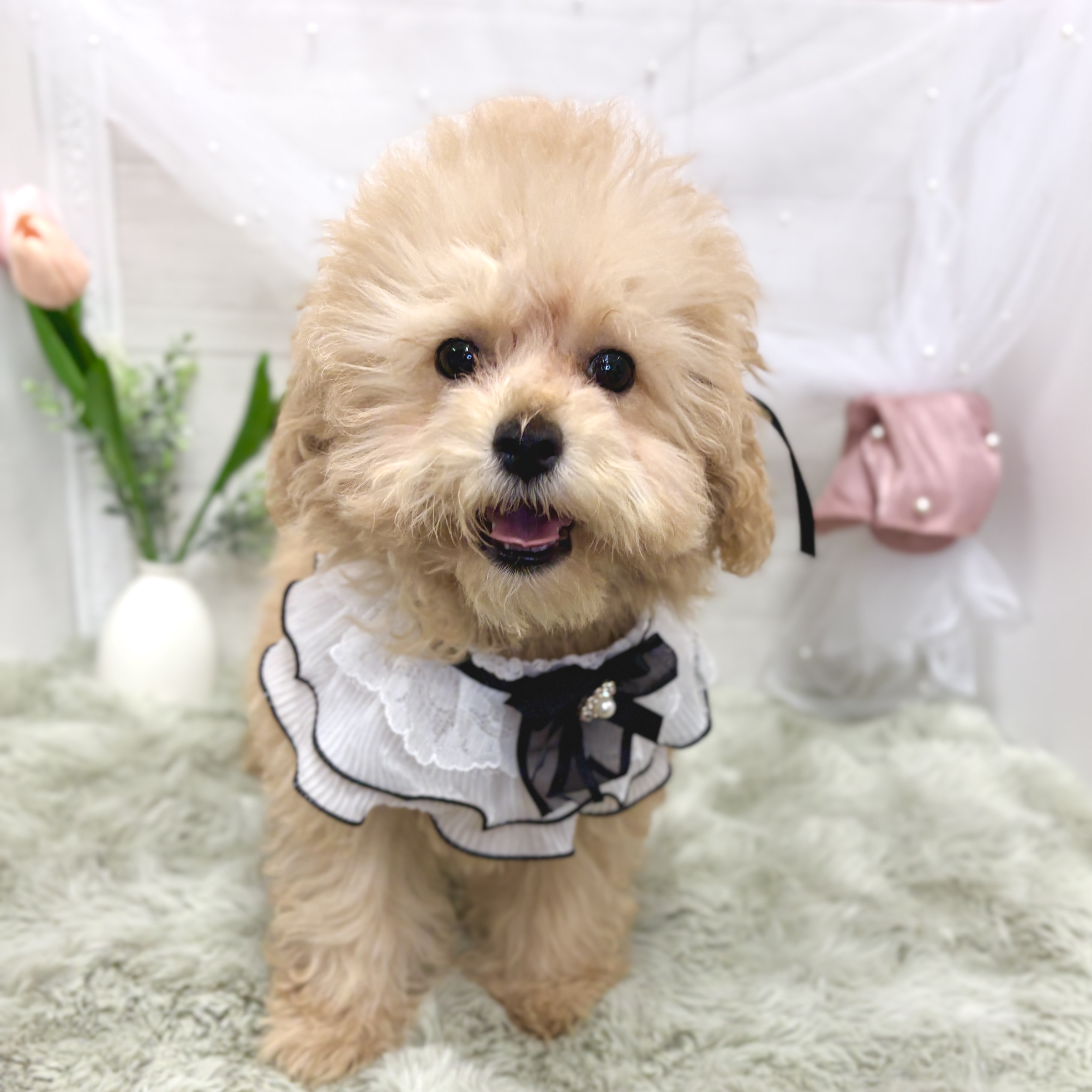 神奈川県のマルプー(マルチーズ×プードル) (犬の家＆猫の里相模原店/2026年2月3日生まれ/女の子/アプリコット)の子犬の2枚目の画像