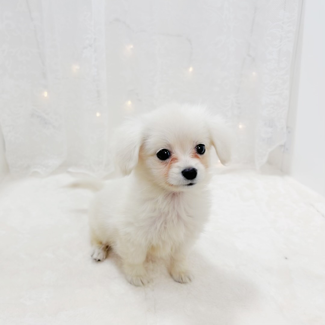 千葉県のポメックス(ポメラニアン×ダックス) (犬の家＆猫の里BIGHOPガーデンモール印西店/2026年2月1日生まれ/女の子/クリーム)の子犬の2枚目の画像