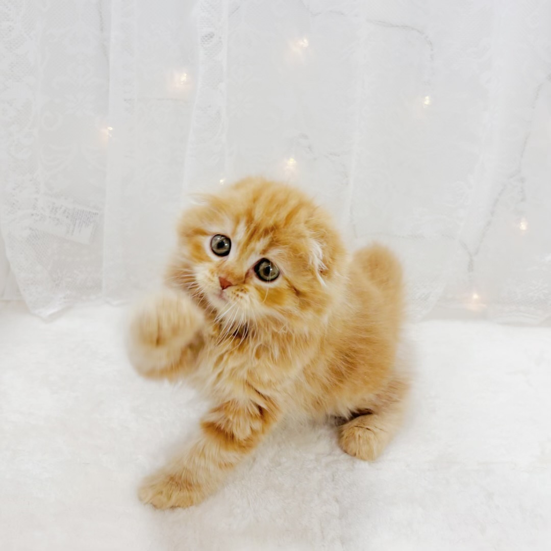 スコティッシュフォールド女の子の写真