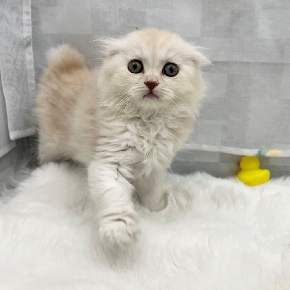 静岡県のスコティッシュフォールド (犬の家＆猫の里MEGAドン・キホーテ袋井店/2026年2月3日生まれ/女の子/シェルカメオ)の子猫の2枚目の画像